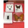 Image 1 : Zoology Mounted Butterflys and insects Lot of 4