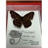Image 3 : Zoology Mounted Butterflys and insects Lot of 4