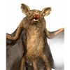 Image 3 : Bats (1999) - Hero Animatronic Bat with Cable