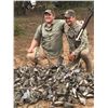 Image 1 : Argentina: 4 Day 5 Night High Volume Dove Hunt for 5 Hunters