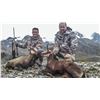 Image 1 : New Zealand: 3 Day 3 Night Chamois Hunt for Three Hunters, Including the Trophy Fees for 3 Chamois