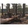 Image 2 : New Mexico: 5 Day Elk/Bear Combination Muzzle loader or rifle hunt for 2 hunters.