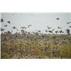Image 11 : Argentina: 6 D 5 N All Wings Bird Hunt For 4 Hunters.  Includes Doves, Ducks, Pigeon & Perdiz