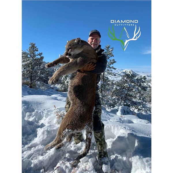 Arizona: 5 Day Guided Mountain Lion Hunt over hounds for 1 Hunter