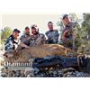 Image 3 : Arizona: 5 Day Guided Mountain Lion Hunt over hounds for 1 Hunter