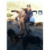 Image 5 : Arizona: 5 Day Guided Mountain Lion Hunt over hounds for 1 Hunter