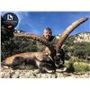 Image 3 : SPAIN: 3 Day 4 Night Beceite Ibex Hunt for 1 Hunter, includes 1 Ibex & 1 Observer or $2,000 tf credi