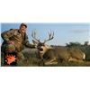 Image 2 : New Mexico: 5 Day Trophy Mule Deer rifle hunt for 2 hunters.
