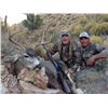 Image 3 : New Mexico: 5 Day Trophy Mule Deer rifle hunt for 2 hunters.