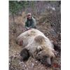 Image 2 : Alaska: 8 D 7 N Lodging plus Winter DIY Ptarmigan/Predator or Spring Bear Hunt for 2 Hunters