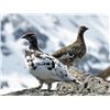 Image 6 : Alaska: 8 D 7 N Lodging plus Winter DIY Ptarmigan/Predator or Spring Bear Hunt for 2 Hunters