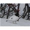 Image 7 : Alaska: 8 D 7 N Lodging plus Winter DIY Ptarmigan/Predator or Spring Bear Hunt for 2 Hunters