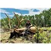 Image 1 : New Mexico: 5 Day Elk/Deer/Bear Combination Archery hunt for 2 hunters