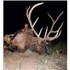 Image 3 : New Mexico: 5 Day Elk/Deer/Bear Combination Archery hunt for 2 hunters
