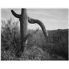 Image 1 : Adams - Cactus in Saguaro National Monument 3 in Arizona