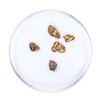 Image 2 : Lot of Gold Nuggets 2.27 grams Total Weight