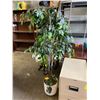 Image 1 : Plant