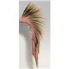 Image 1 : 293: Northern Plains Hair Roach