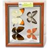 Image 1 : FOUR MOUNTED BUTTERFLYS IN FROME DOUBLE SIDED