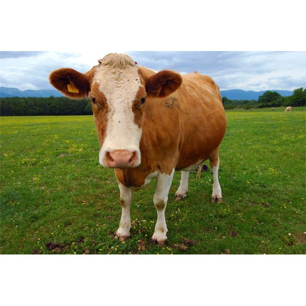 duplicate lot image test