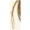 Image 3 : Six Plait Rawhide Riata