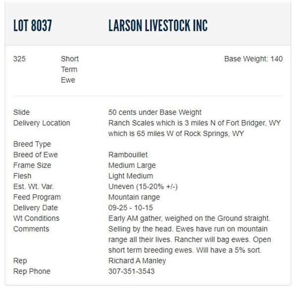 Larson Livestock Inc - 325 Short Term Ewes Base Weight: 140