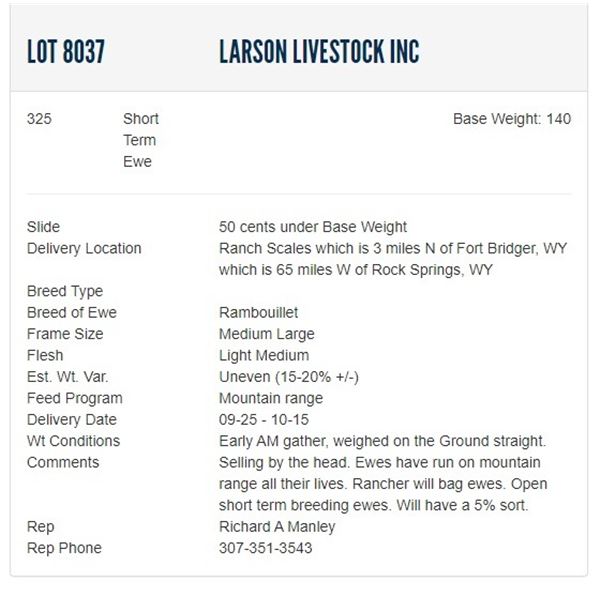 Larson Livestock Inc - 325 Short Term Ewes Base Weight: 140