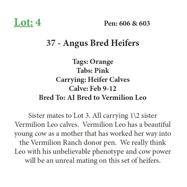 38 - Angus Bred Heifers