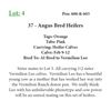 Image 1 : 38 - Angus Bred Heifers