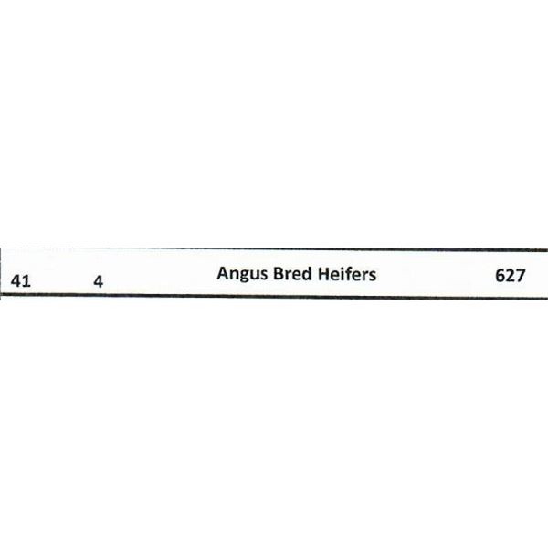 4 - Angus Bred Heifers