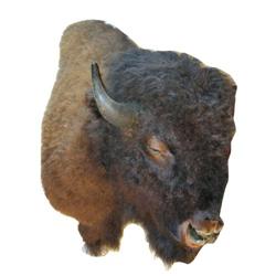 Taxidermy Buffalo Head Mount