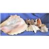 Image 1 : Large Seashells
