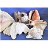 Image 2 : Large Seashells