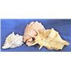 Image 3 : Large Seashells