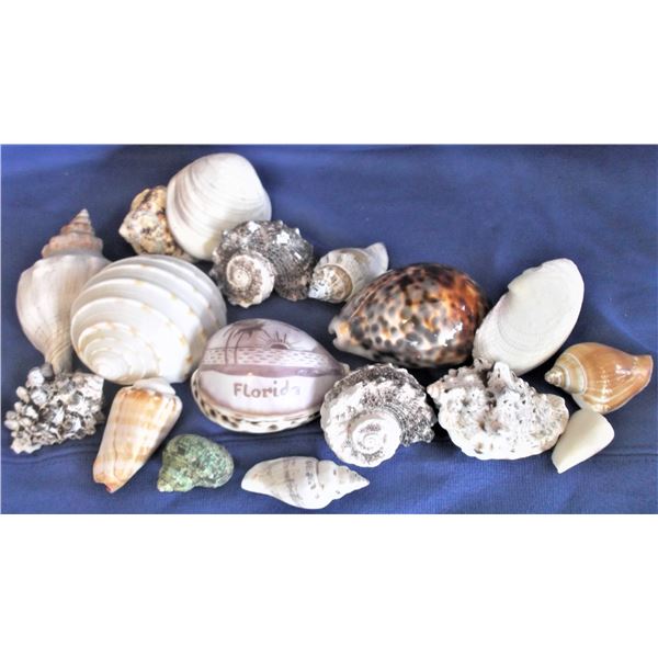 Lot of Seashells