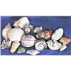 Image 1 : Lot of Seashells