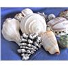Image 2 : Lot of Seashells