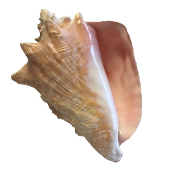 Large Conch Shell - Pink 8 inches length