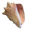 Image 1 : Large Conch Shell - Pink 8 inches length