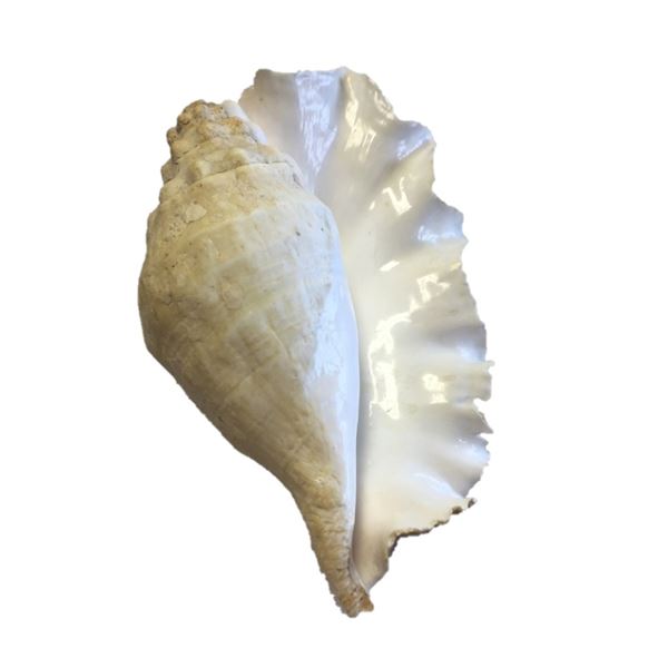 Large Conch Shell - White 8.5 inches length