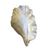 Image 1 : Large Conch Shell - White 8.5 inches length