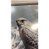 Image 3 : LEP 124/250 FALCON SIGNED BY ALAN HUNT 22" X26.5
