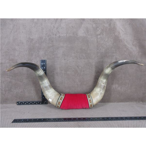 Mounted Bull Horns Tip to Tip is 25 3/4"s
