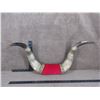 Image 1 : Mounted Bull Horns Tip to Tip is 25 3/4"s