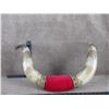 Image 2 : Mounted Bull Horns Tip to Tip is 25 3/4"s