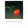 Image 1 : Mapplethorpe   Poppy #2030209