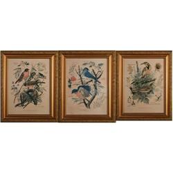 Arthur Singer Set of 3 Bird Prints #2027393