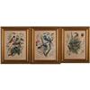 Image 1 : Arthur Singer Set of 3 Bird Prints #2027393