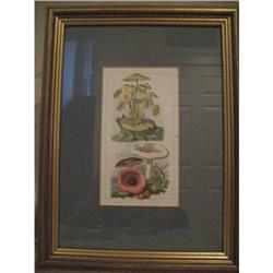 one of four mushroom prints #2026551