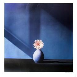 Mapplethorpe  African Daisy  Photographic Paper#2051706